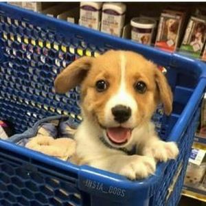 Meet your Posher, Daisy